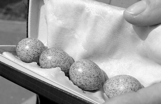 大鸟飞了 咱得帮喜鹊蛋找妈_新闻中心_新浪网