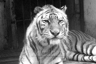 英雄母虎一胎生仨还很护崽哦