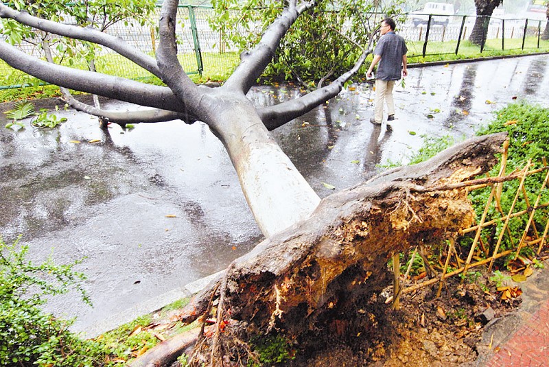 嘉禾路不堪风雨行道树病倒在路边
