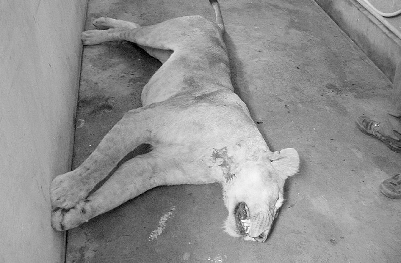 交配时公狮竟咬死母狮