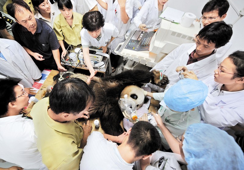 医院总动员 会诊老熊猫