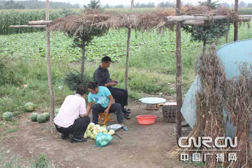 瓜农们在瓜地边搭个棚子出售鲜香瓜,并且现买现摘.