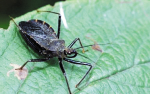 番禺木虱王频频叮伤人