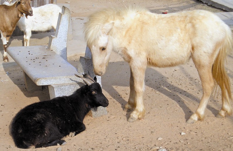 海沧动物园马爱上羊爱得好疯狂