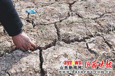 山西受旱面积已扩至3631万亩
