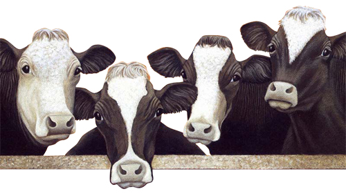 奶牛排成队等你来化妆