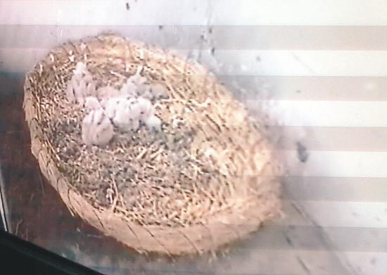 建大留间"产房"给红隼