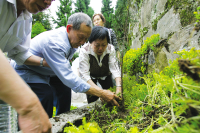 两位老人在儿子坟墓后种下从家乡捎带来的小松柏