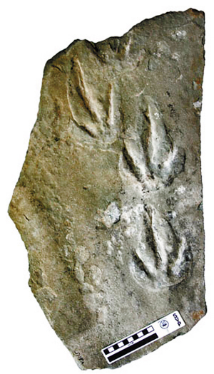 中美学者首次发现带毛恐龙足迹化石