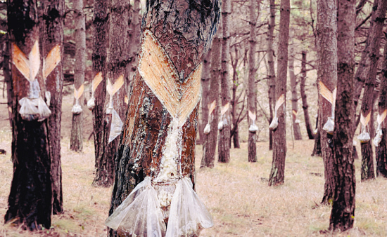 割皮取油,松树"流泪"