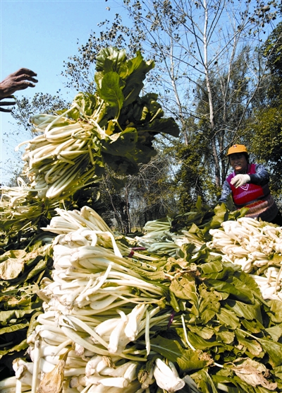 鲜菜加工更易销