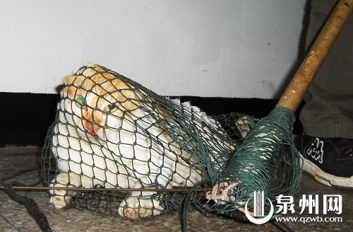 泉州:抓猫人网兜套猫咪 一只一二十元卖到菜市场 抓猫