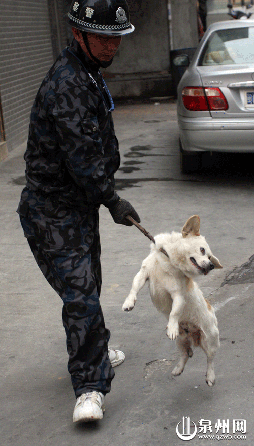 石狮捕杀流浪狗一天抓了30多条流浪狗