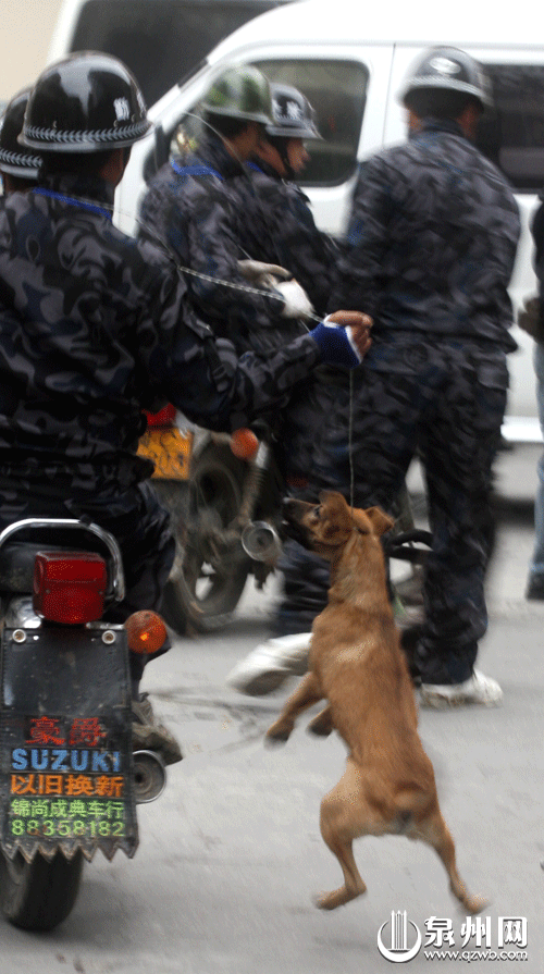 石狮捕杀流浪狗一天抓了30多条流浪狗