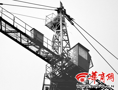 塔吊上的鸟巢(图)_新闻中心_新浪网