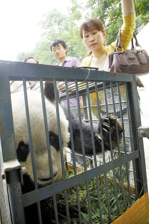 国宝大熊猫龙腾"空降"衡阳深受市民喜爱