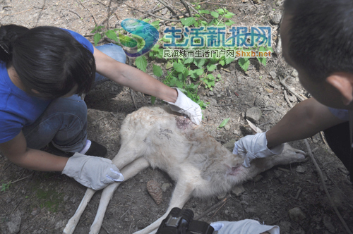 雲南野生動物園血案 五狗咬死六鹿