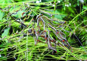 凤凰木上爬满幼虫