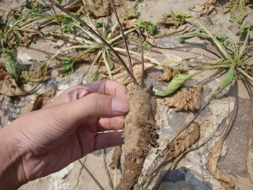 山西山阴甜菜生产遭病虫害侵袭