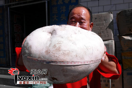 新疆乌鲁木齐市市民草丛中发现足球大马勃