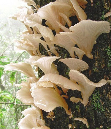 膏菌】67【鳞柄白毒鹅膏菌】67【苦马肝菌】67菌子中毒原因1