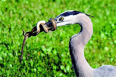 一只"馋嘴"的蓝鹭在沼泽地寻找食物,猛然间在草丛里发现了一条蛇,于是