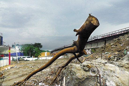 195棵树一夜被腰斩!