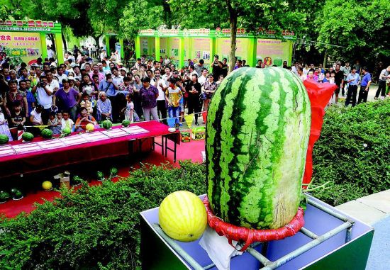 6月15日,观众在济南市大明湖畔"瓜王争霸赛"上观看近100斤重的"西瓜王