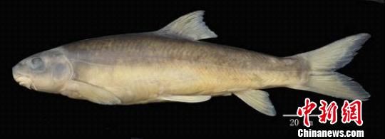 中科院专家:伊洛瓦底江水系发现裂腹鱼新种