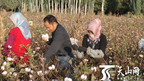 小香摄影报道)国庆期间,正是棉花采摘的关键时节,新和县县委审时度势