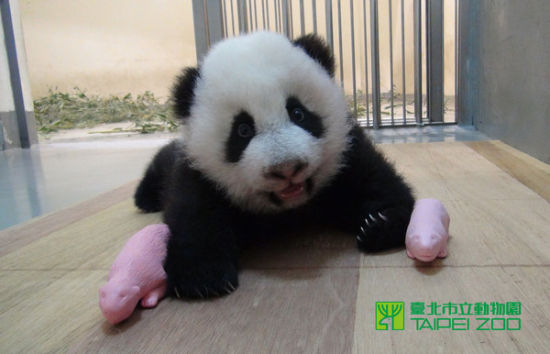 大熊猫宝宝定名圆仔将有身份证