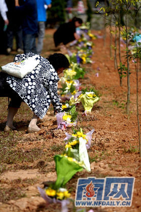 东莞第二次树葬66位先人骨灰埋入树青草下