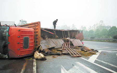 40多匹马逃上高速多亏有套马的汉子们