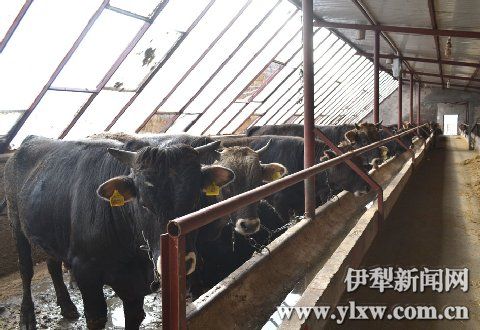 褐牛养殖让昭苏县牧民"发牛财"