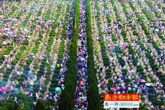 广州树葬图片