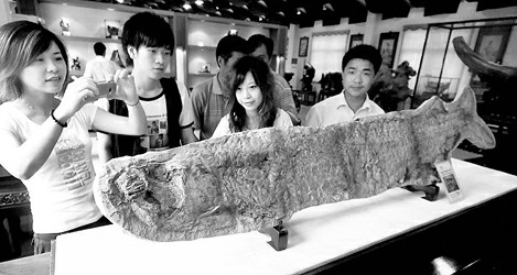 6亿年前鱼化石亮相