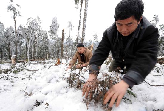 图文:贵州开阳县林场因雪灾造成林木损毁现场