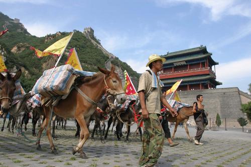 万里行"活动马帮一行30人,26匹马途经九省三市终于抵达北京居庸关长城