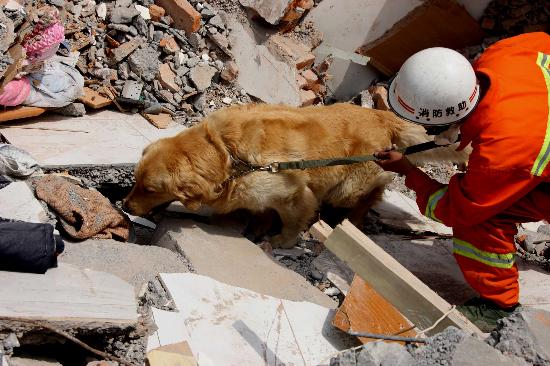 图文:抢险队员使用搜救犬搜寻生命迹象