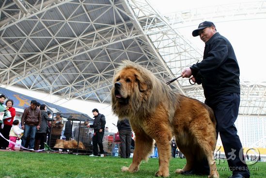 组图:中国藏獒展评大赛在江苏南通举行