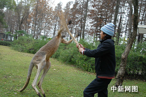 武汉动物园上演人与袋鼠搏击大战(组图)