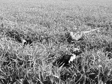 宿鸭湖湖边的麦地里,被毒死的野鸡和喜鹊随处可见