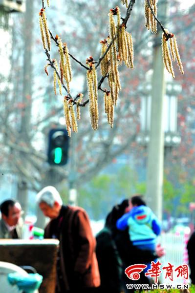 杨属雄花图片