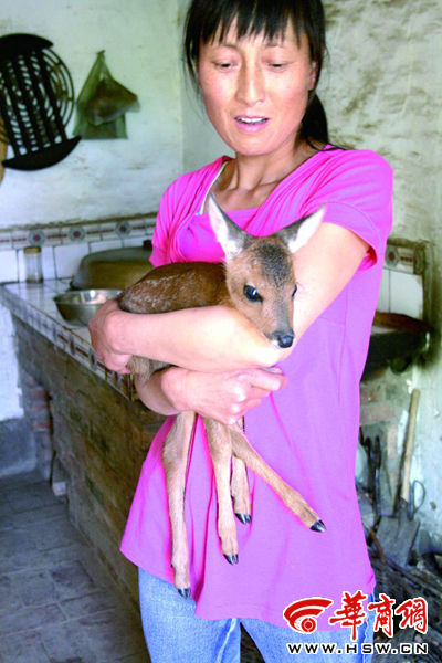 她把迷路狍子拥入怀图