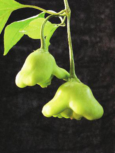 白色蛋茄大小形状如同鸡蛋太空百合花在西安已大面积种植