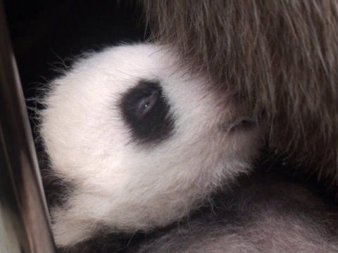 大熊猫圆仔出生42天双眼都已微微睁开(图)