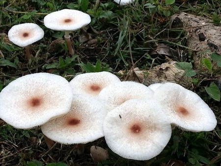 白蘑菇品种大全图片