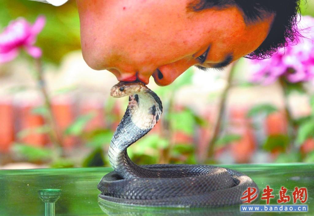驯养员冒险亲吻眼镜蛇 现场让人触目惊心(图)