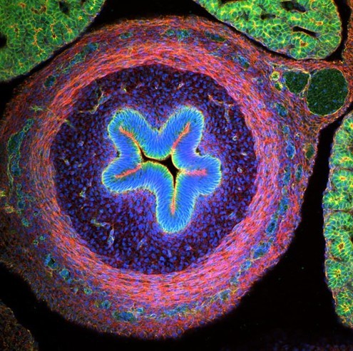 2011年尼康微观摄影展:美轮美奂的小世界