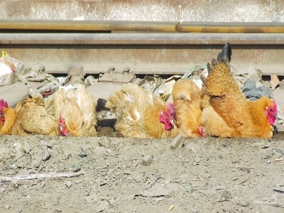 群鸡迎春结伙洗沙浴